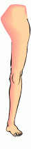 leg