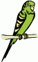budgie