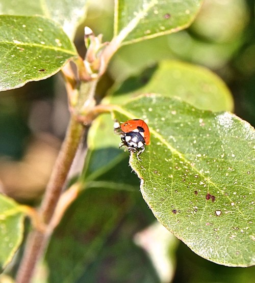 photo of ladybird