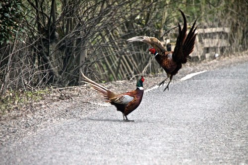 photo of pheasants