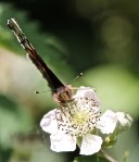 IMG_0020