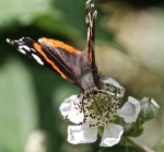 IMG_0025