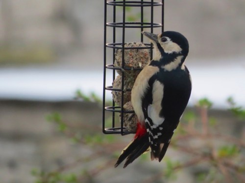 woodpecker