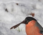 IMG_4204