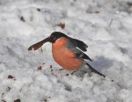 IMG_4205