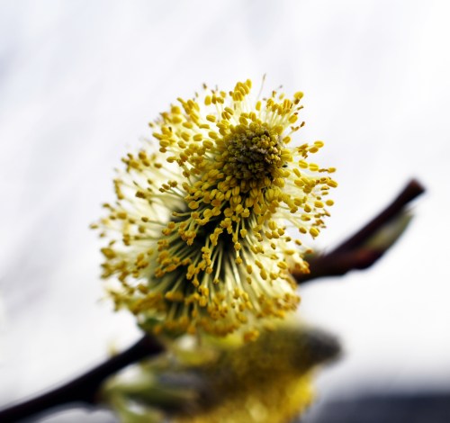 2.b.1  "Pussy Willow, Early April"