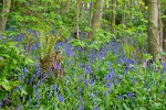 IMG_0006 (1)