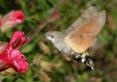 hummingbird hawkmoth