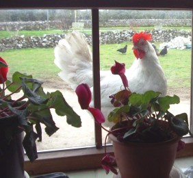 Nethergreen Farm 007