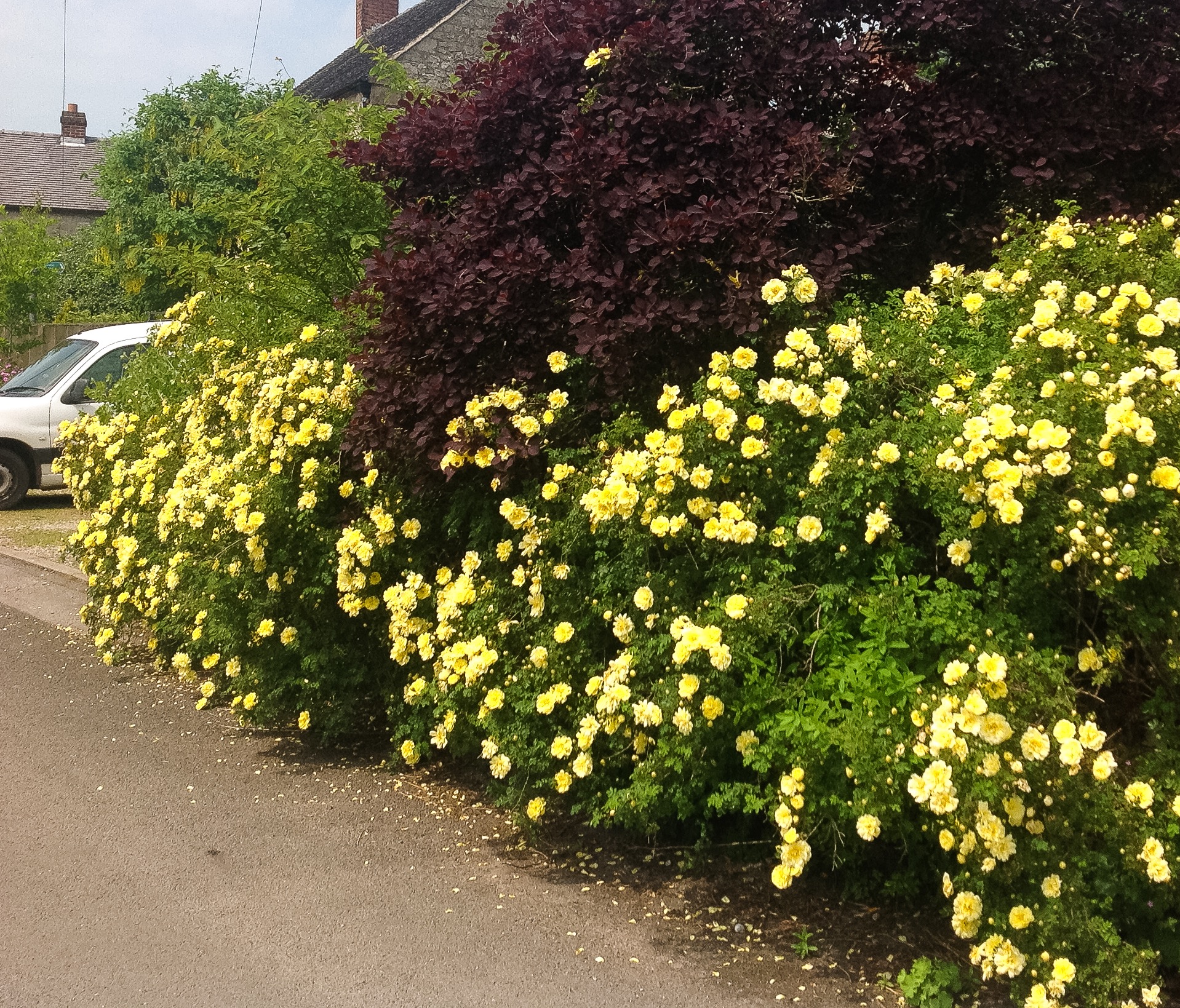 ‘Scottish’ Roses | PARWICH.ORG