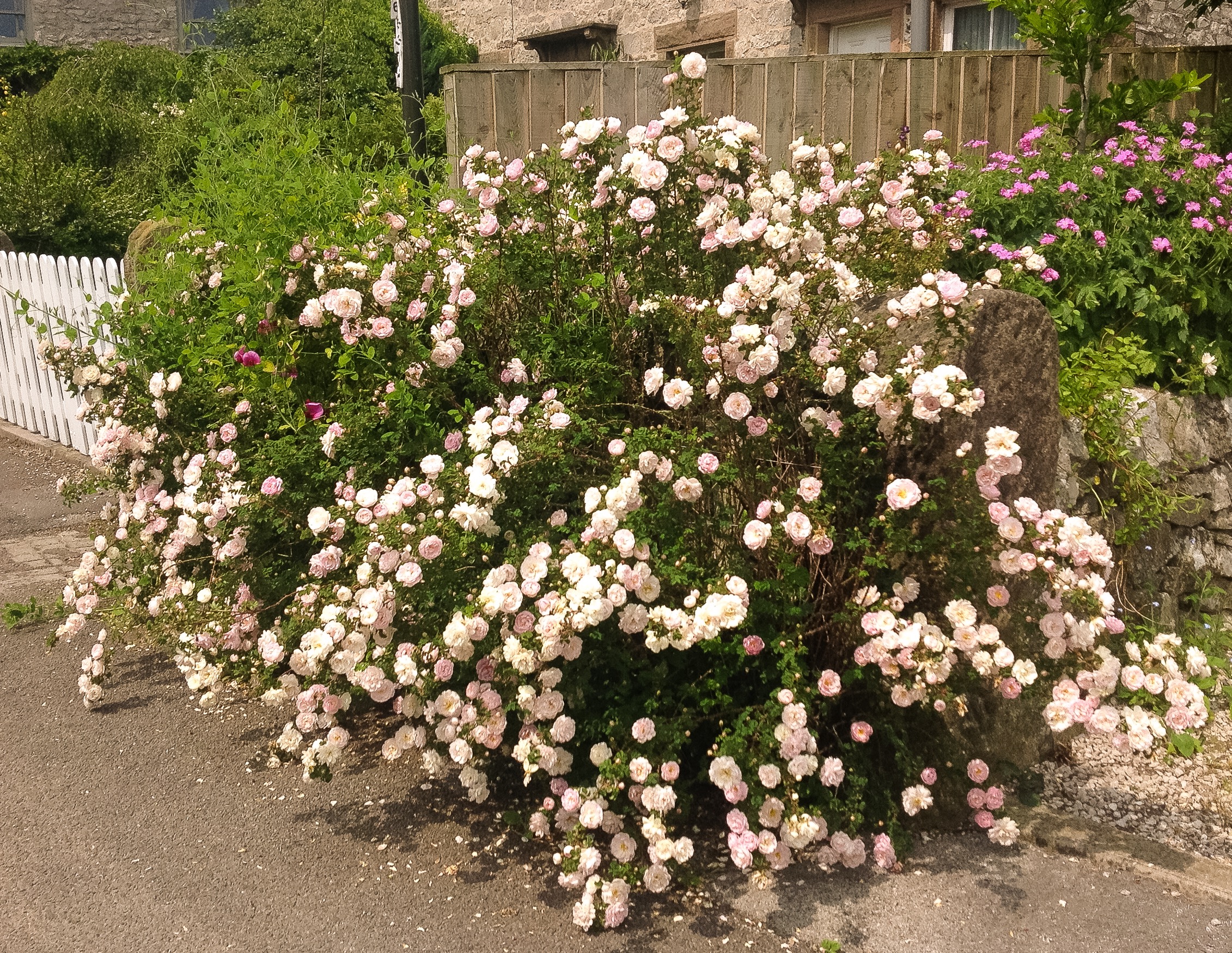 ‘Scottish’ Roses | PARWICH.ORG