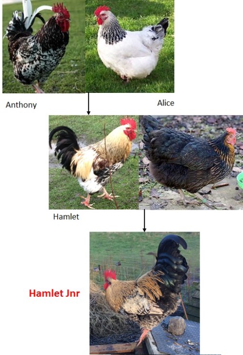 hamlet-jnr-line