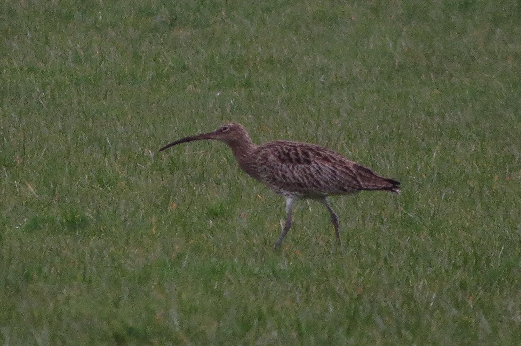 curlew