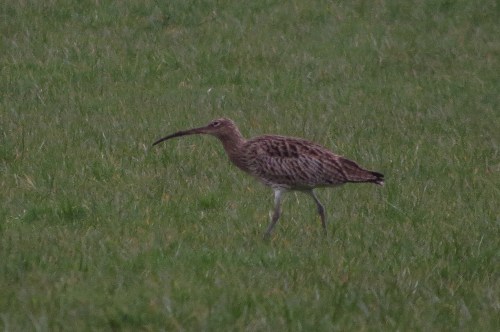 curlew