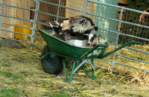 A barrow load of trouble!