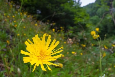 hawkweed