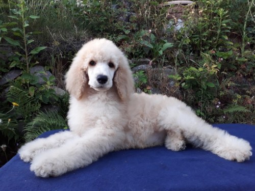kc-reg-male-standard-poodle-puppy-5b2d471762c16-1