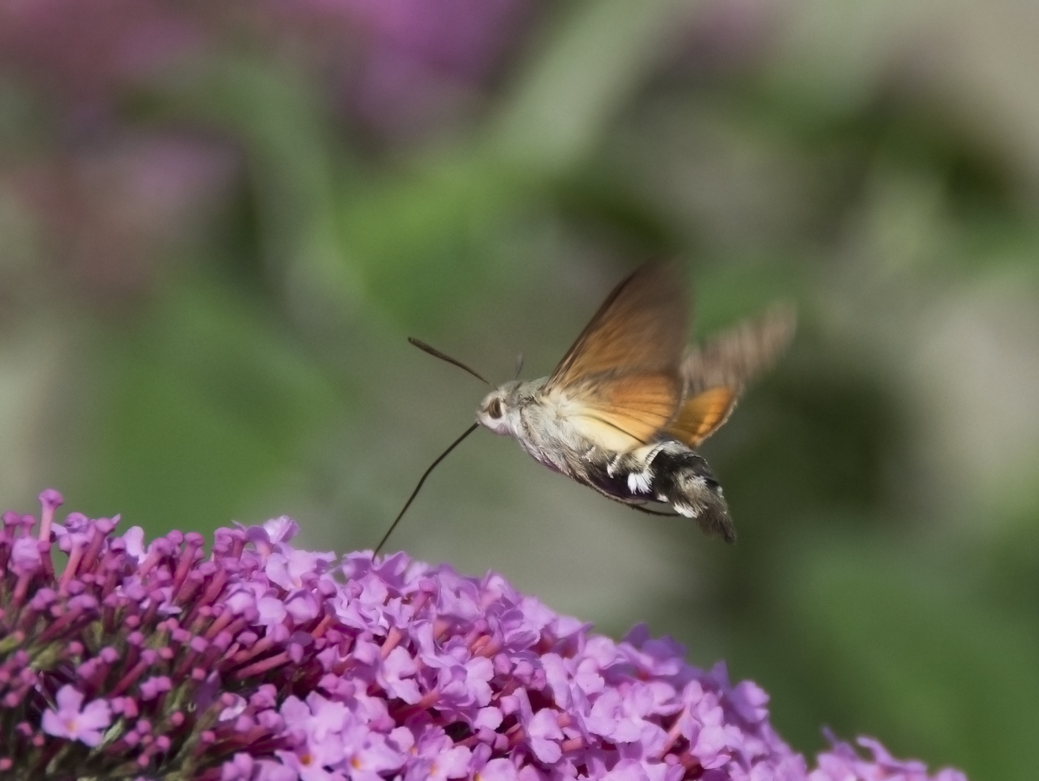 humming-bird-hawkmoth.jpg