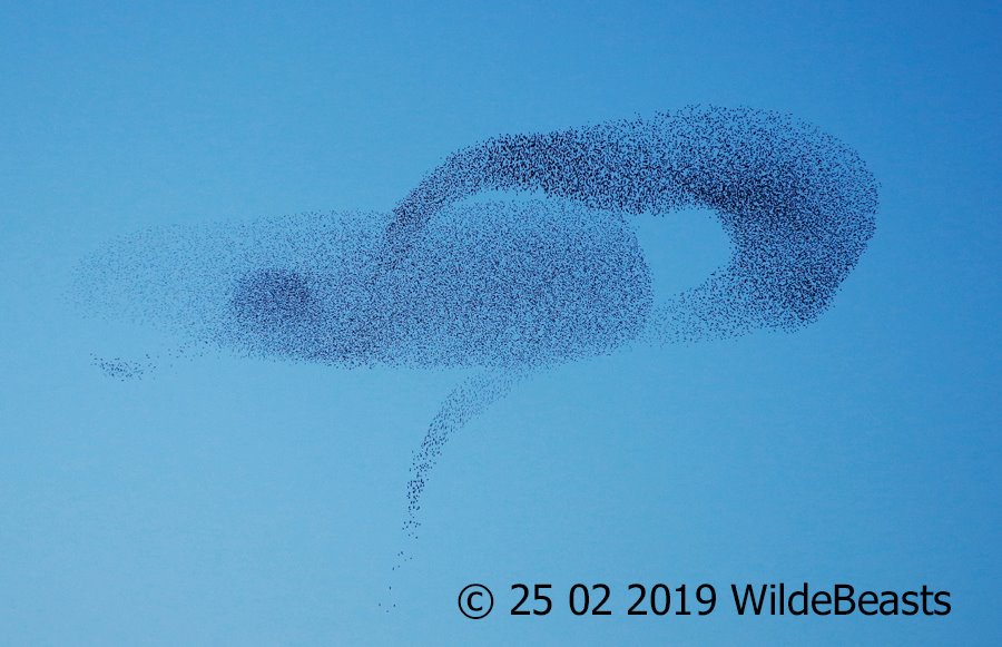 thumbnail_53456044_10158439957093747_7117344882074583040_n