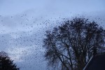thumbnail_LRG_DSC00089