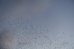 thumbnail_LRG_DSC00093
