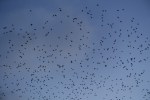 thumbnail_LRG_DSC00094