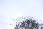 thumbnail_LRG_DSC00097