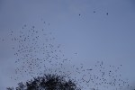 thumbnail_LRG_DSC00111