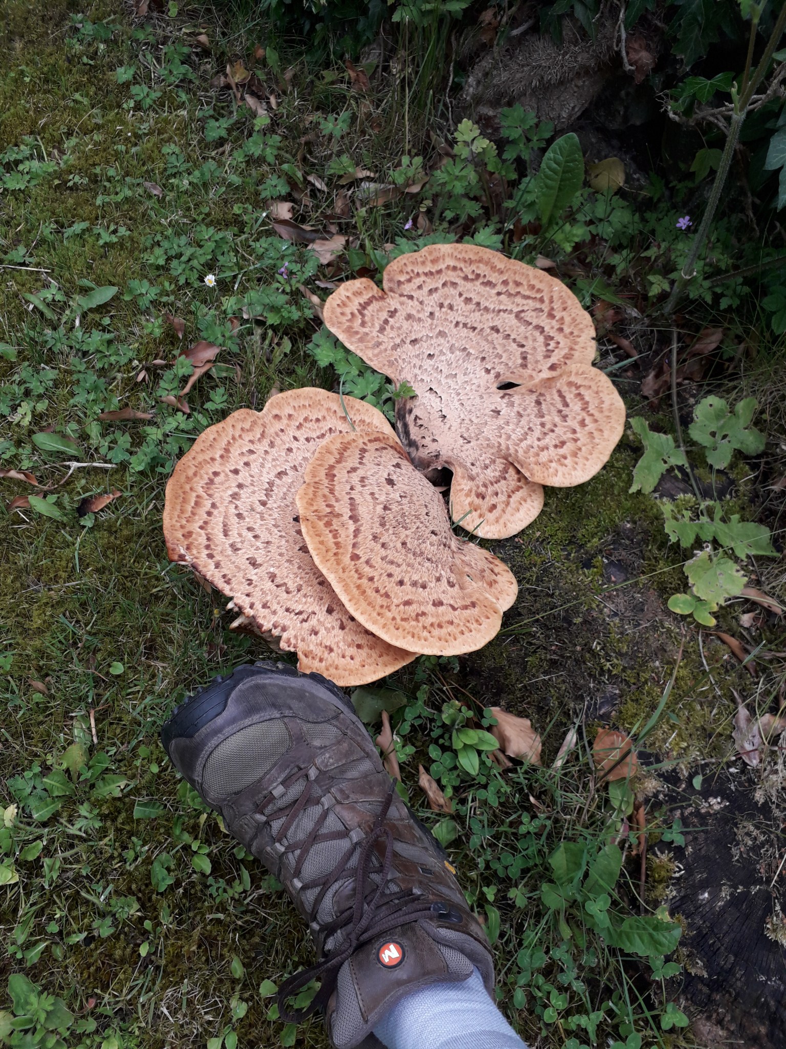 D95F4E04-03A7-40A6-81E8-4F9B5BE3AA99